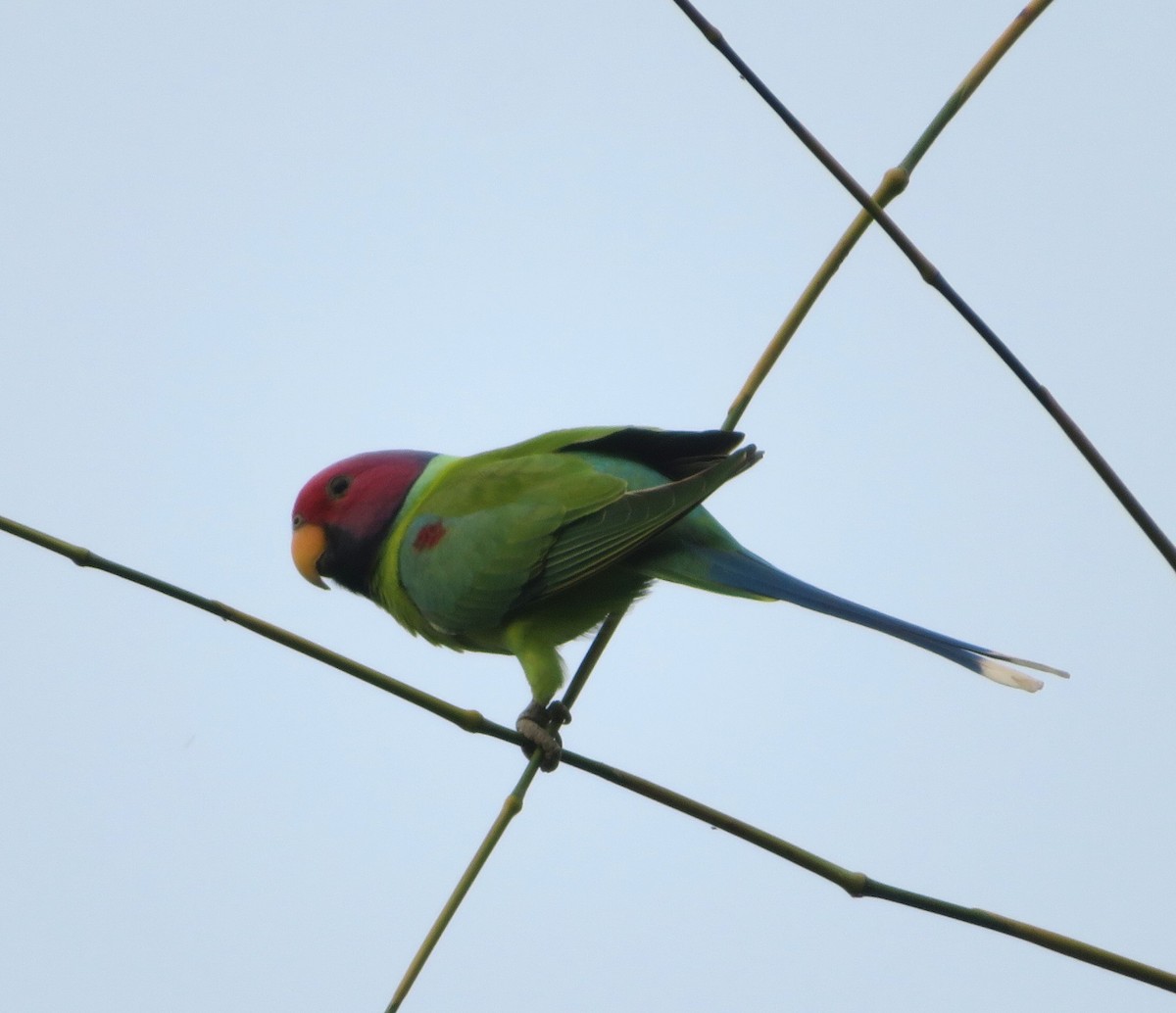 コセイインコ - ML644830907