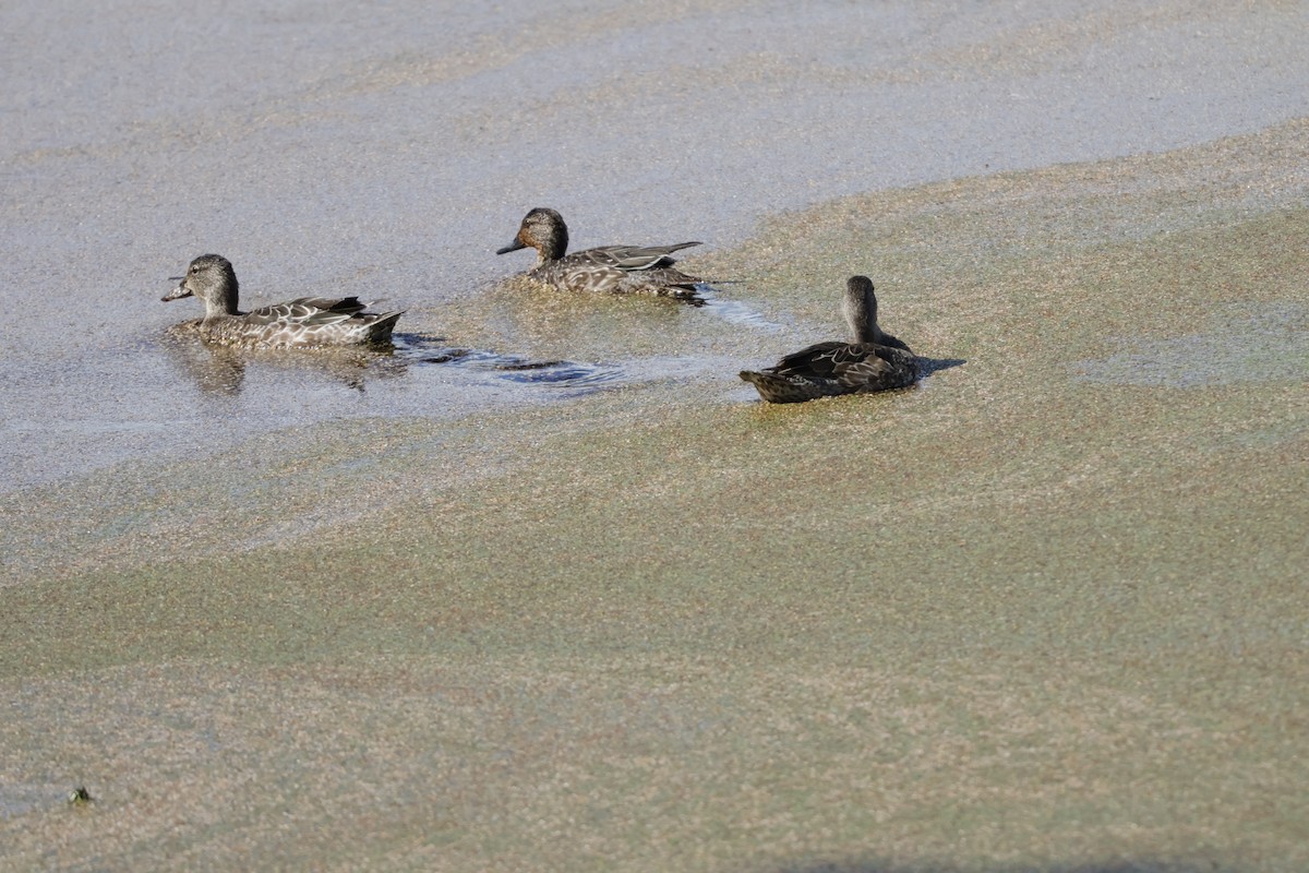 čírka modrokřídlá - ML644830918