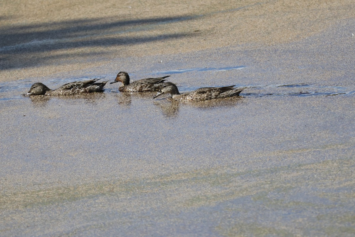 čírka modrokřídlá - ML644830919