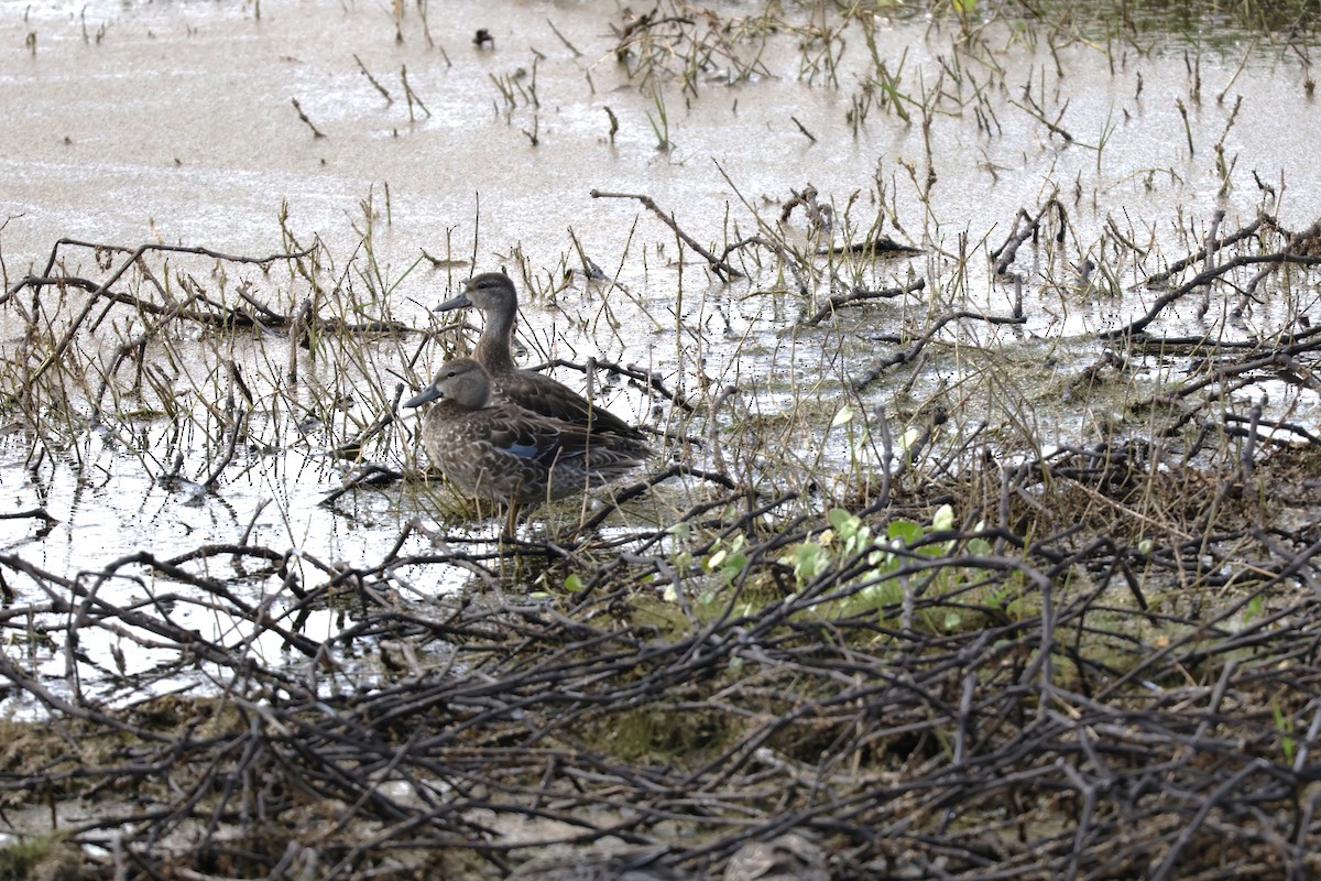 čírka modrokřídlá - ML644830920