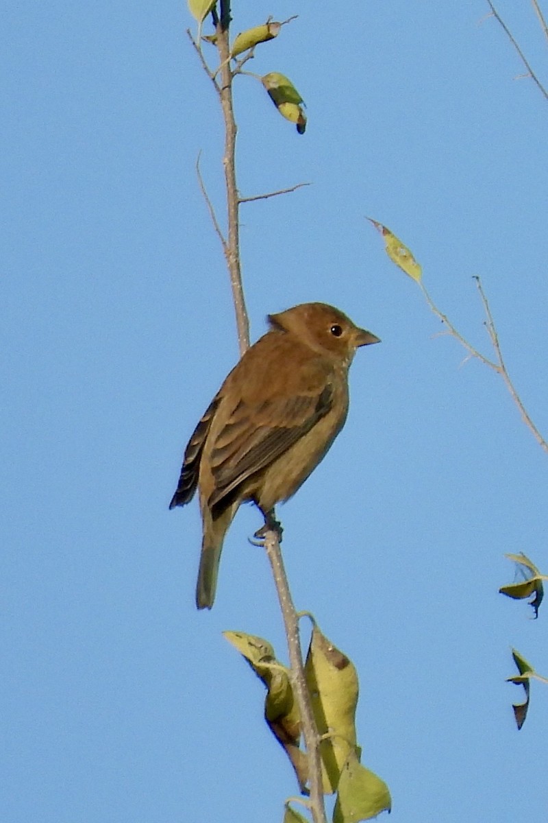 Indigo Bunting - ML644830921