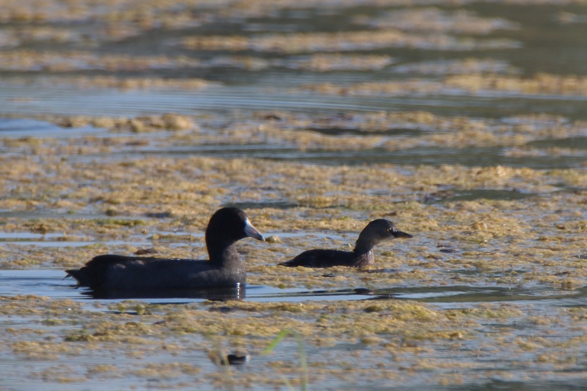 Amerika Küçük Batağanı - ML644830922