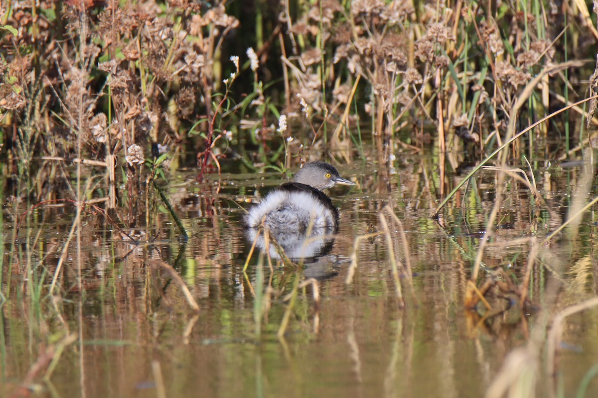 Amerika Küçük Batağanı - ML644830926