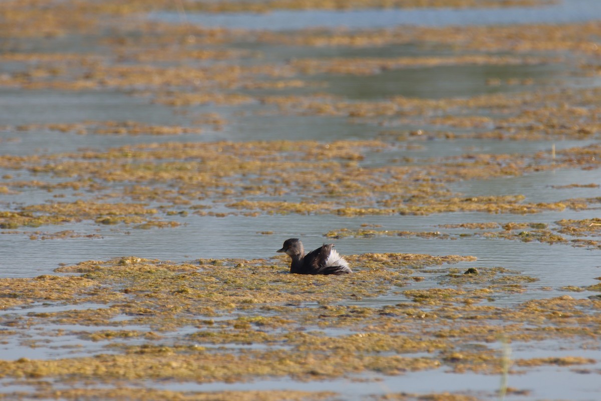 Amerika Küçük Batağanı - ML644830927