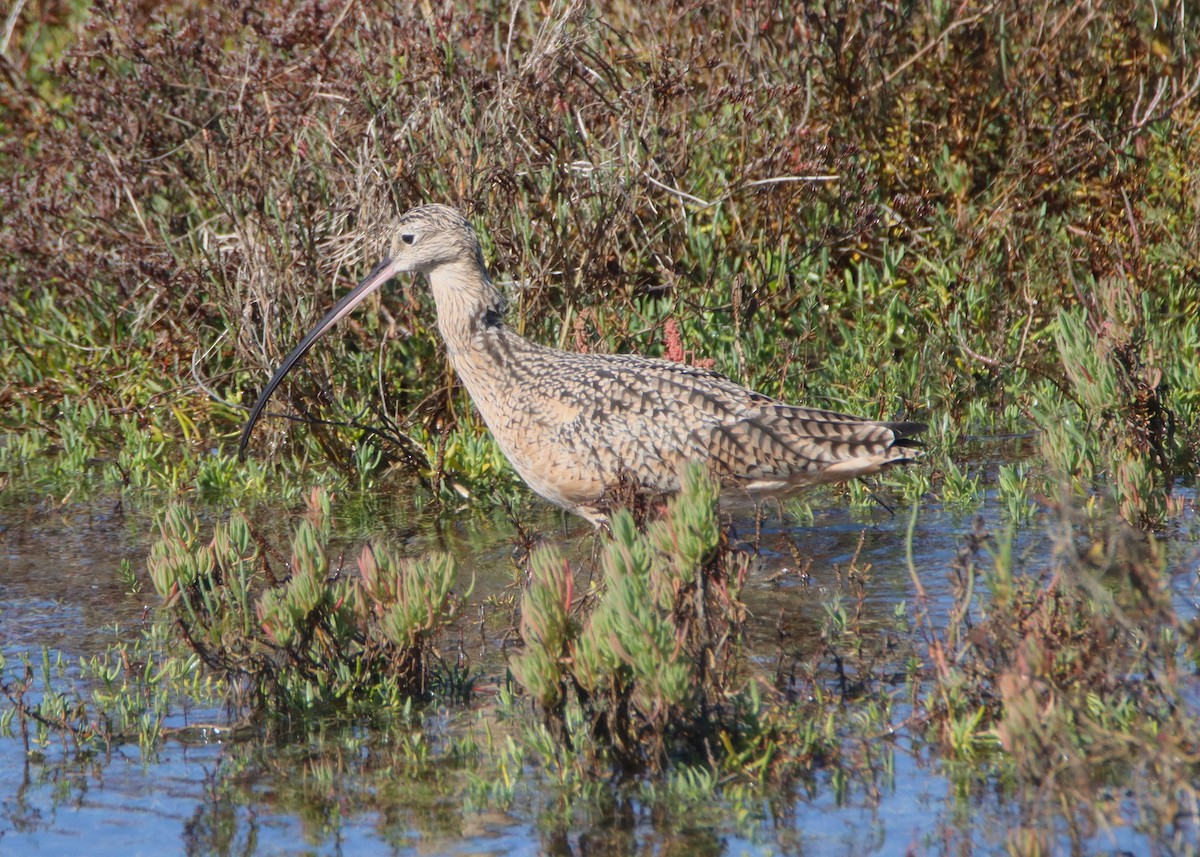 Long-billed Curlew - ML644830929