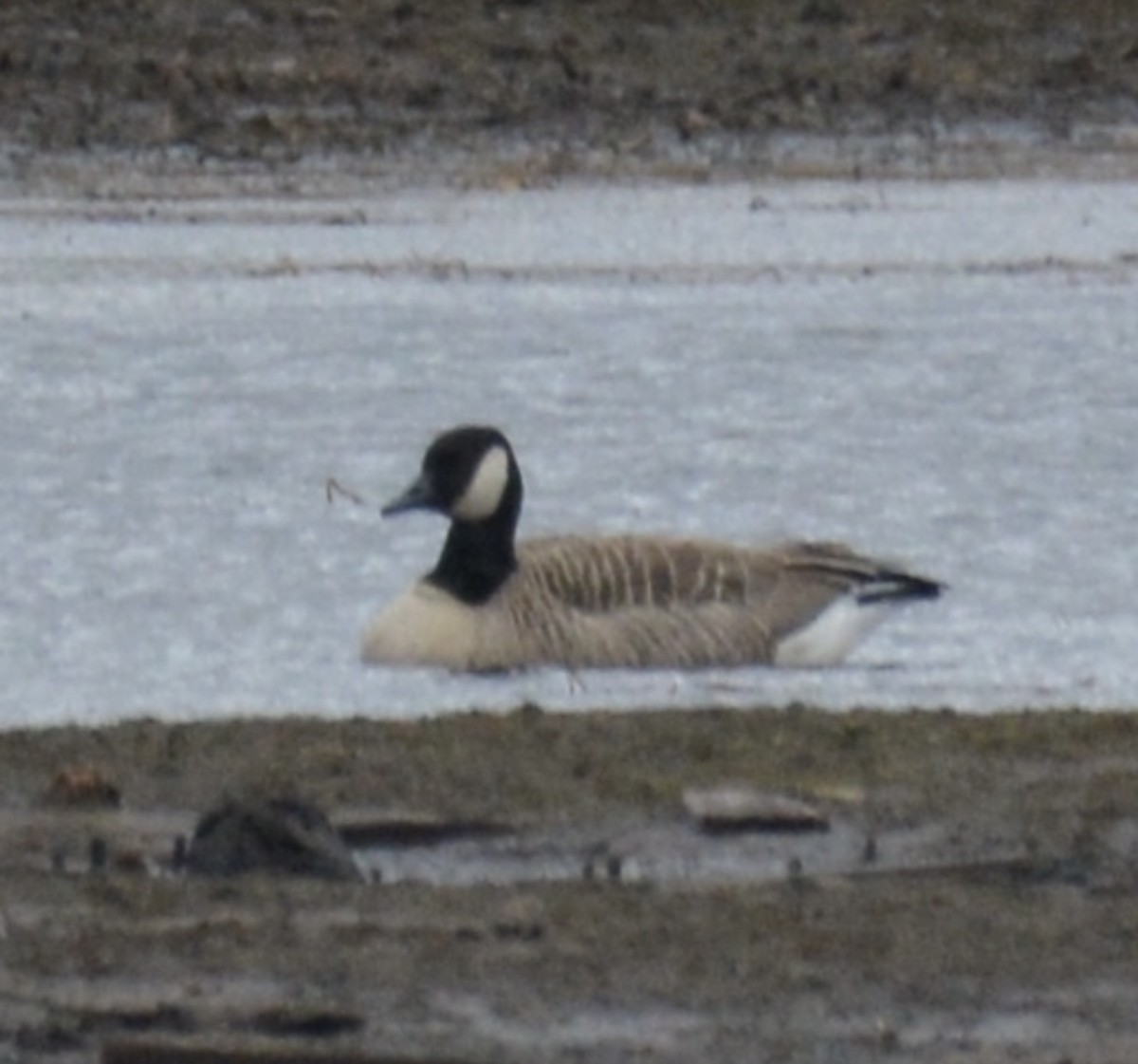 berneška malá - ML644830941