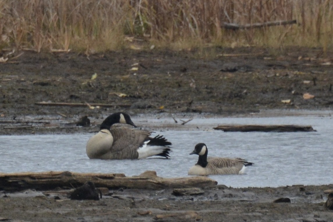 berneška malá - ML644830942