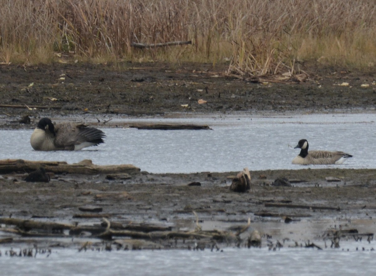 berneška malá - ML644830943