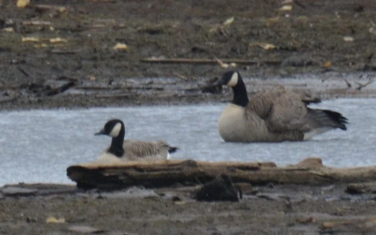 berneška malá - ML644830944