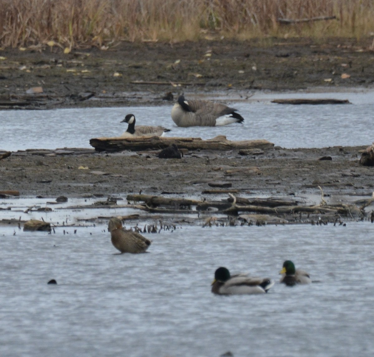 小加拿大雁 - ML644830945