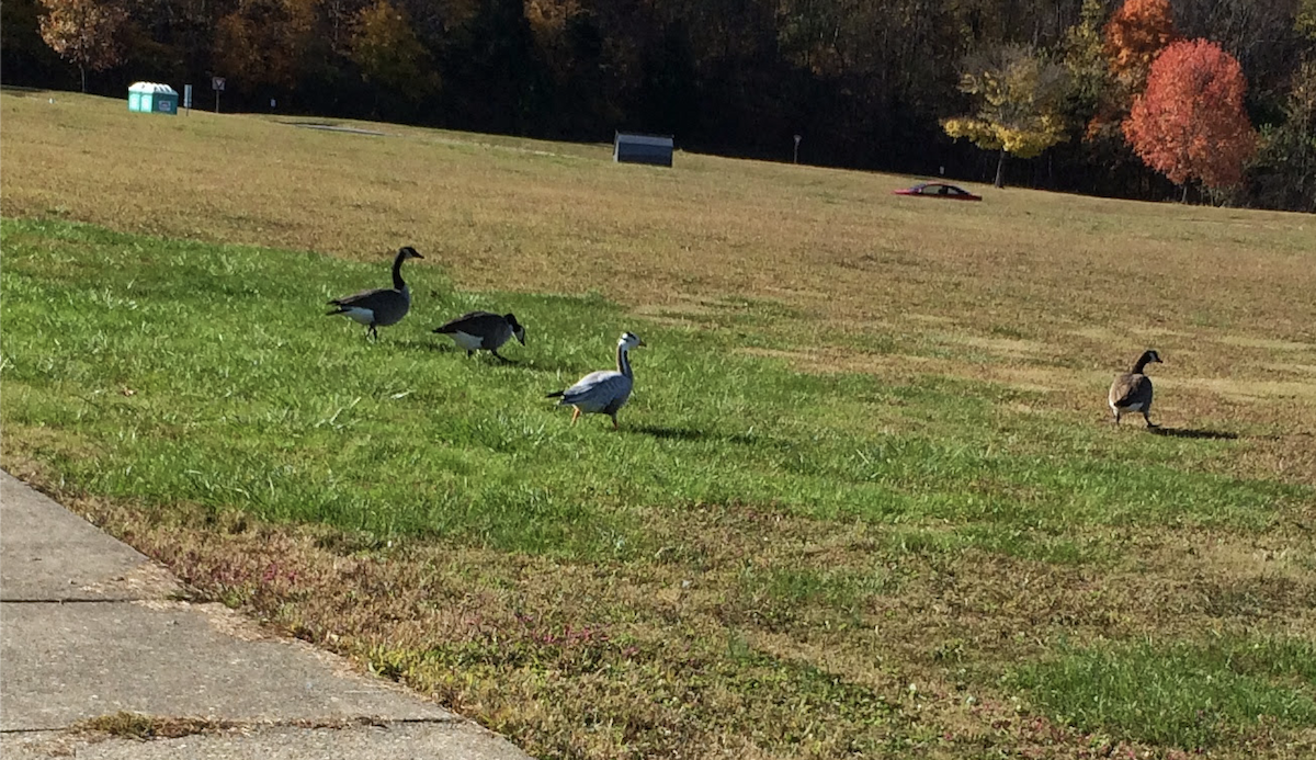 Oie à tête barrée - ML644830952