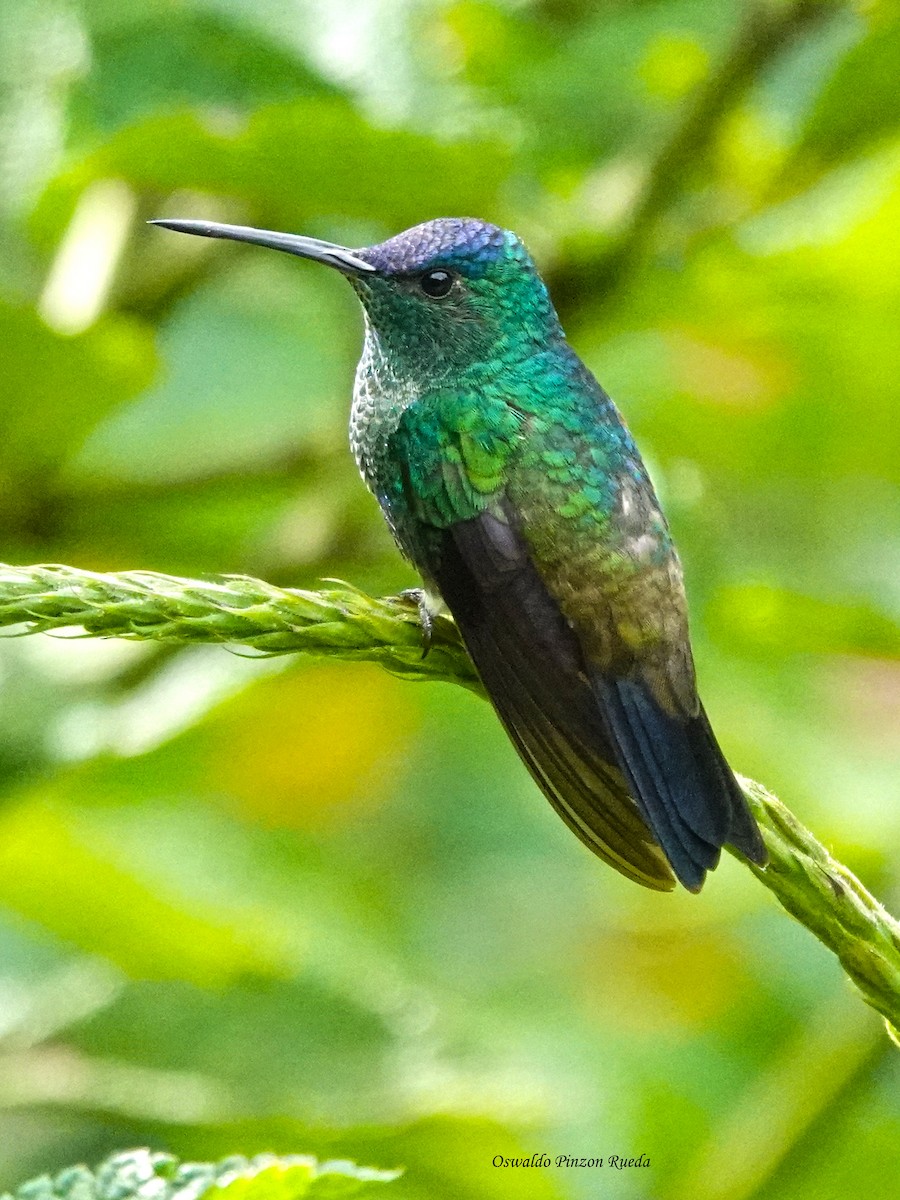 Amazilia Capiazul - ML644830956