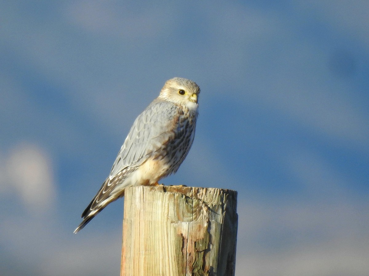 Merlin (Prairie) - ML644830976