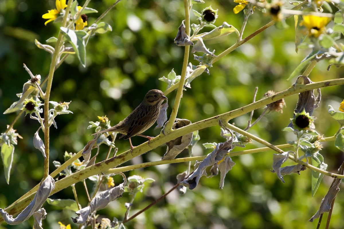 Lincoln's Sparrow - ML644830987