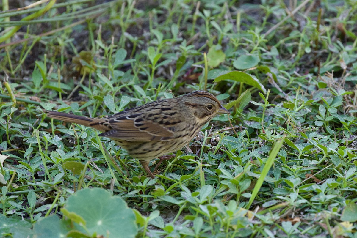 Lincoln's Sparrow - ML644830988