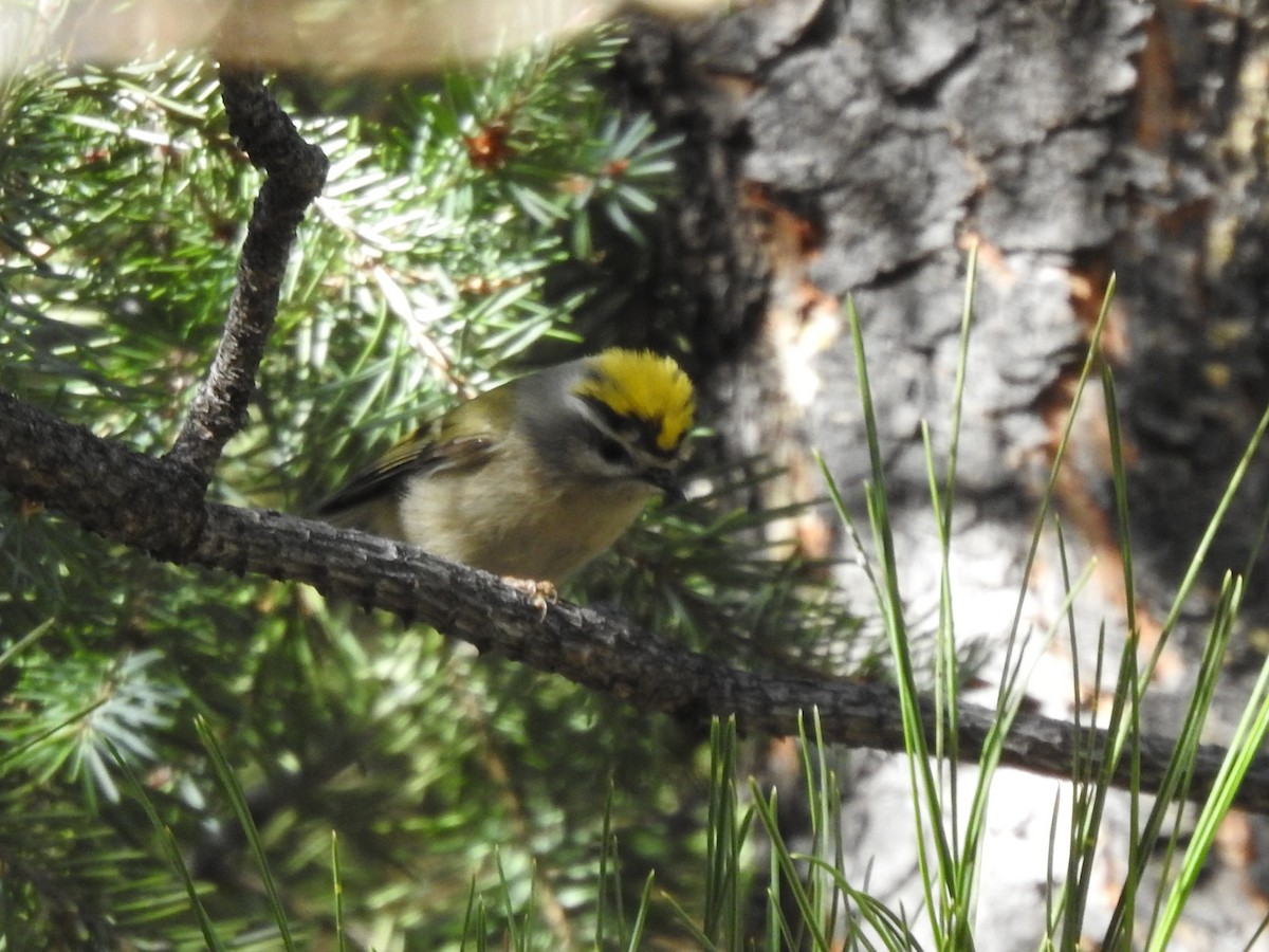 Golden-crowned Kinglet - ML644831016