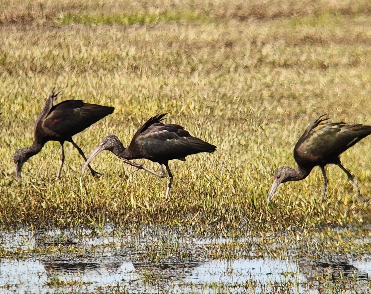 White-faced Ibis - ML644831021