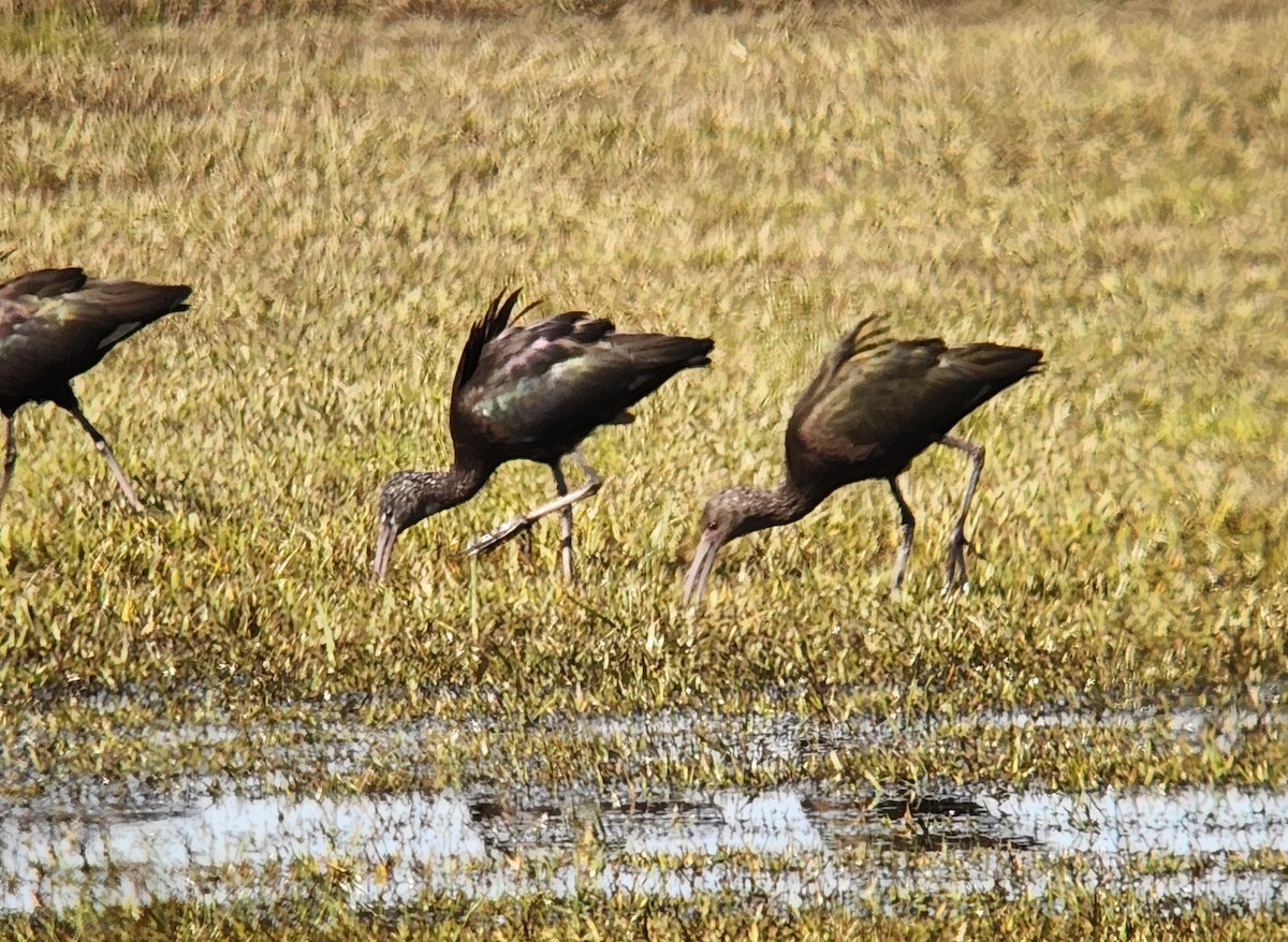 White-faced Ibis - ML644831023