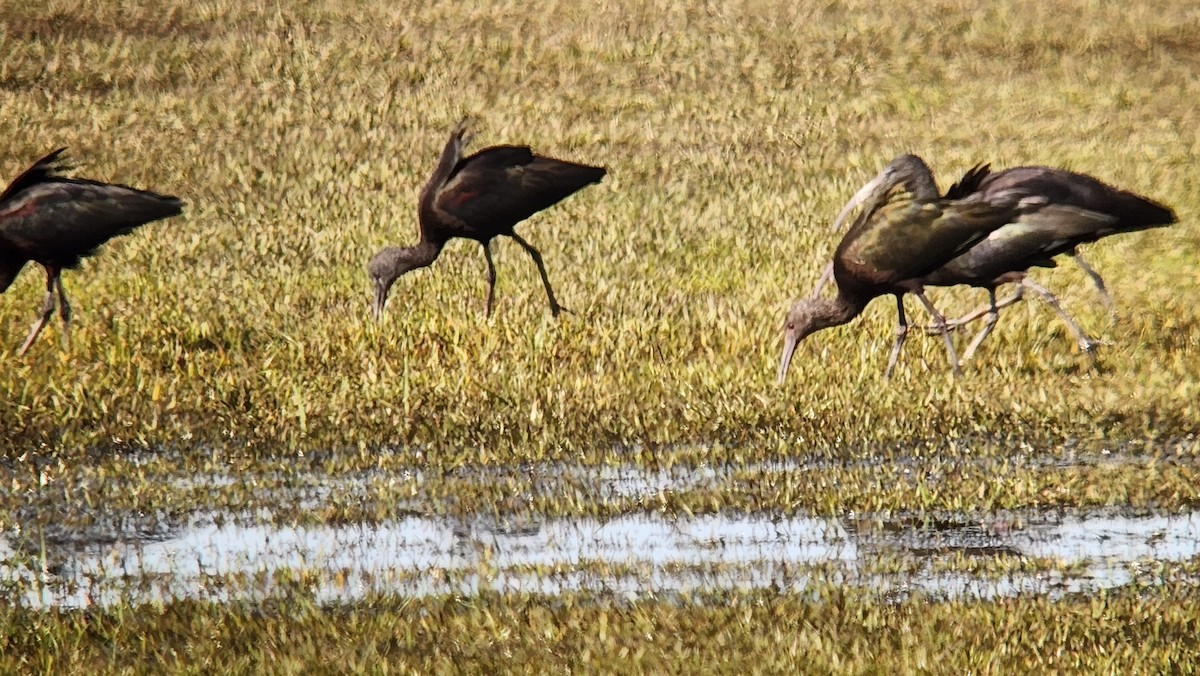 White-faced Ibis - ML644831024