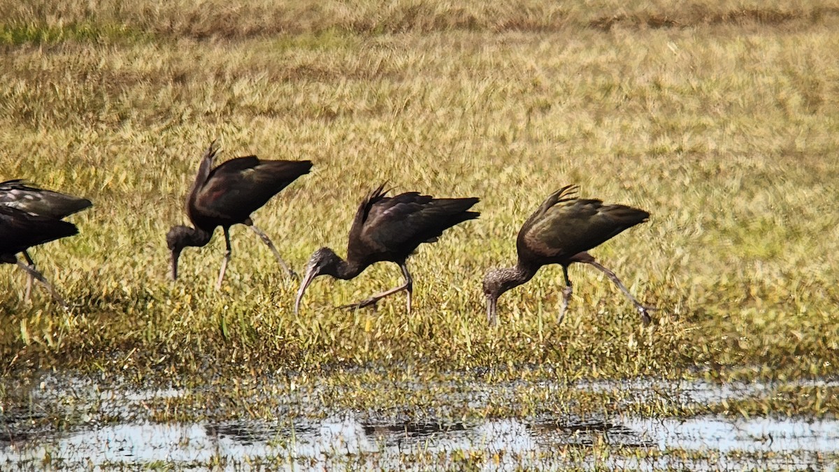 White-faced Ibis - ML644831025