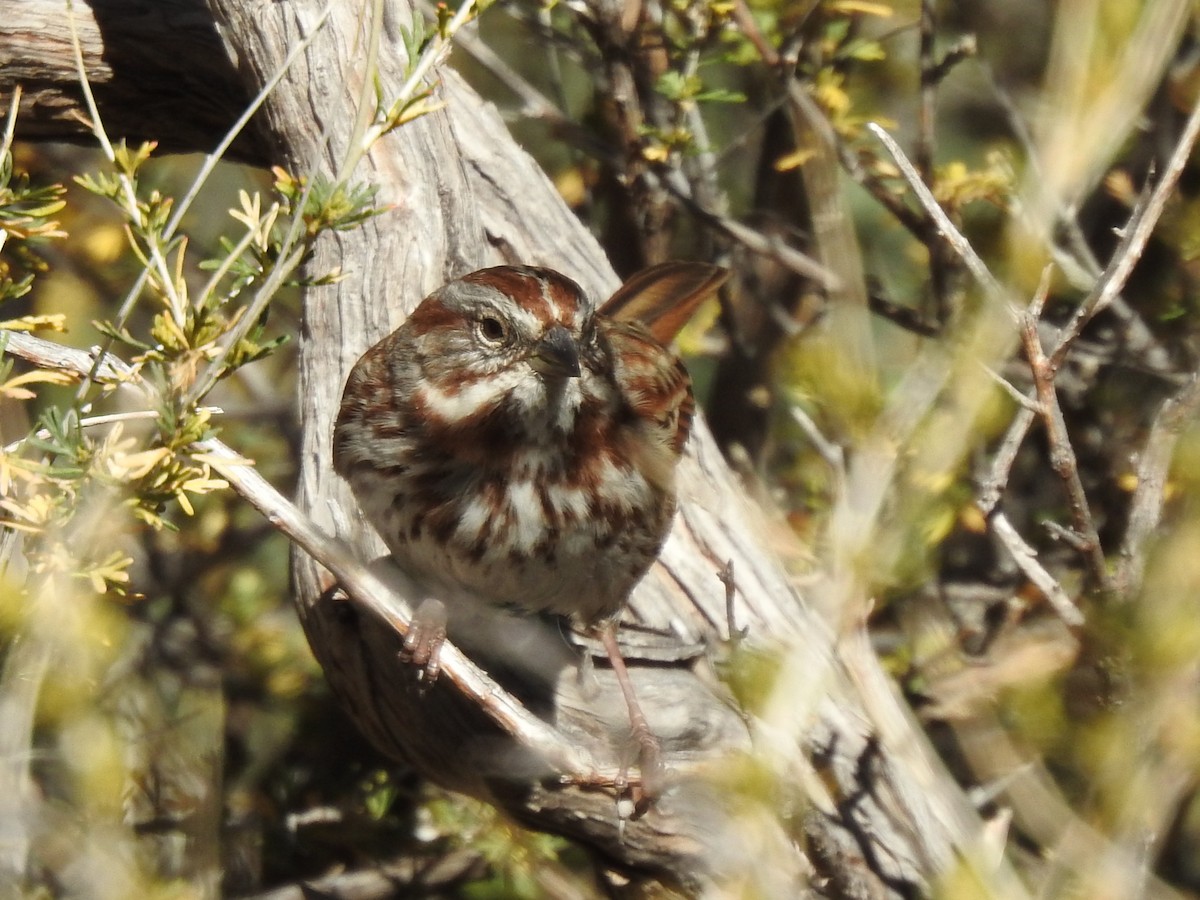 Song Sparrow - ML644831028