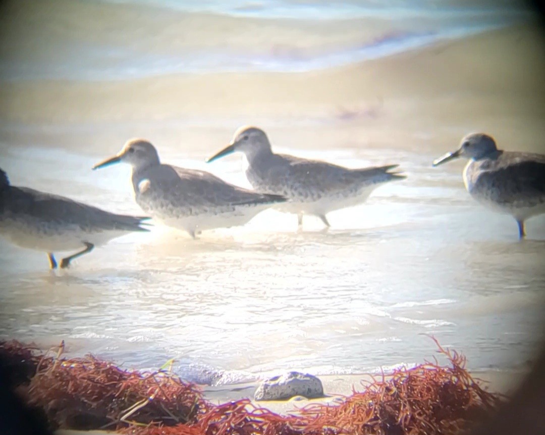 Исландский песочник - ML644831031