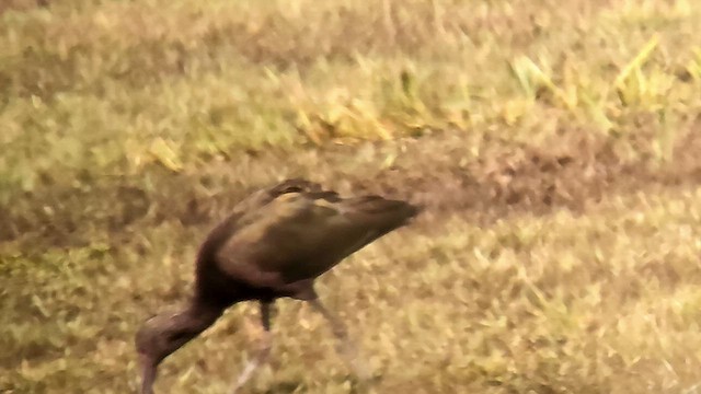 White-faced Ibis - ML644831033