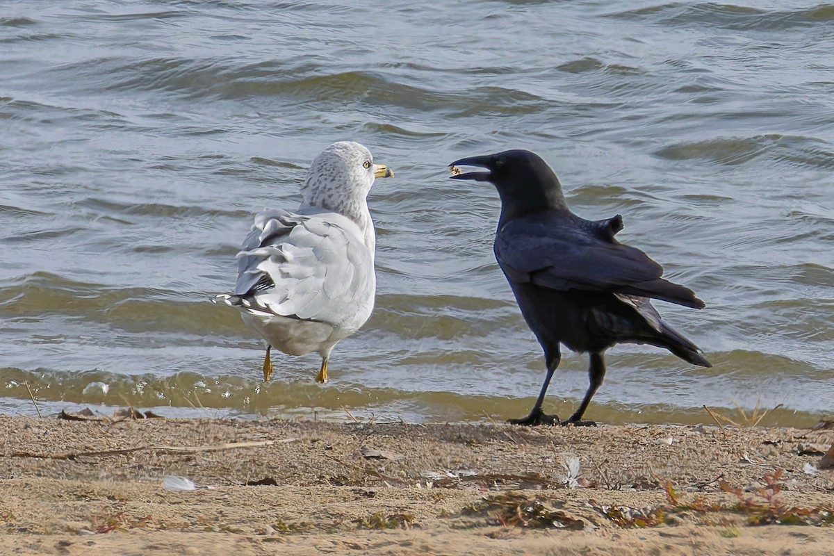 American Crow - ML644831038