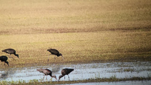 White-faced Ibis - ML644831039