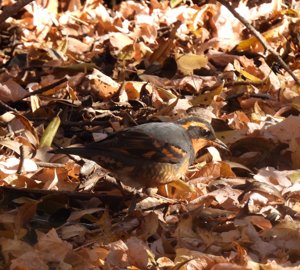 Varied Thrush - ML644831049
