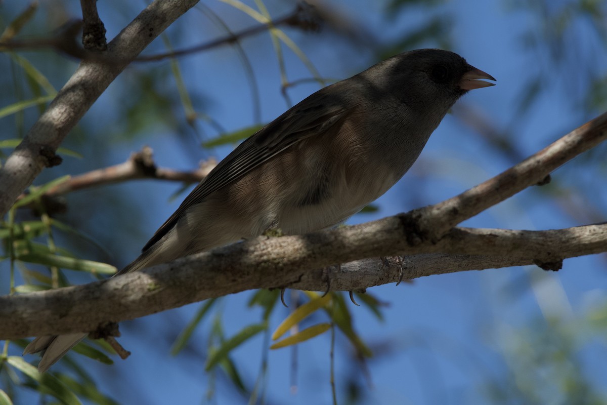 Dark-eyed Junco (Pink-sided) - ML644831052