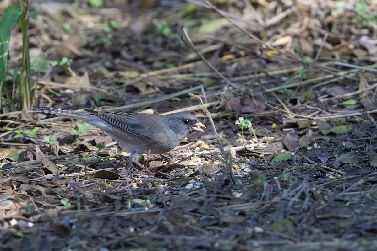 Dark-eyed Junco (Pink-sided) - ML644831053