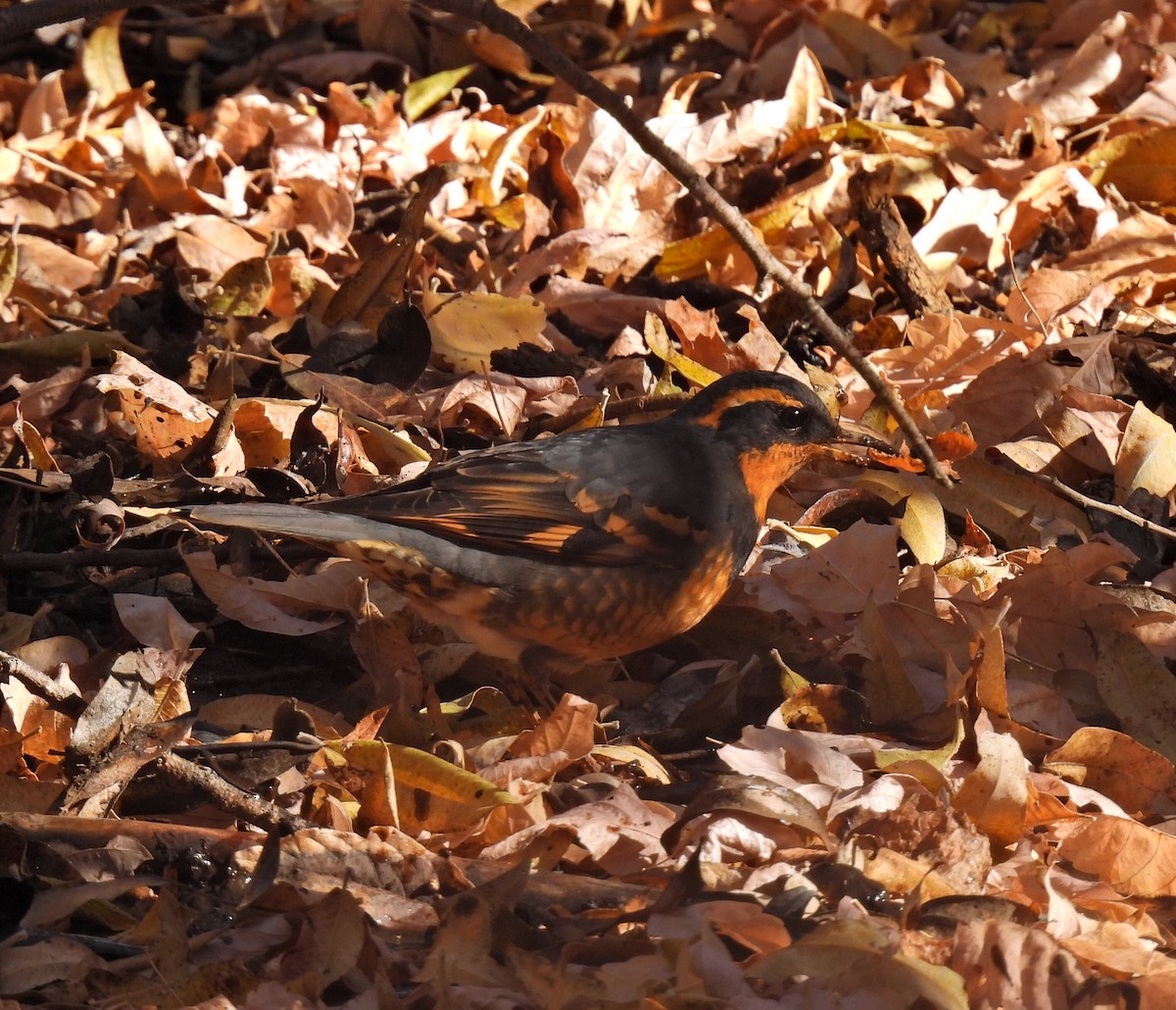 Varied Thrush - ML644831060