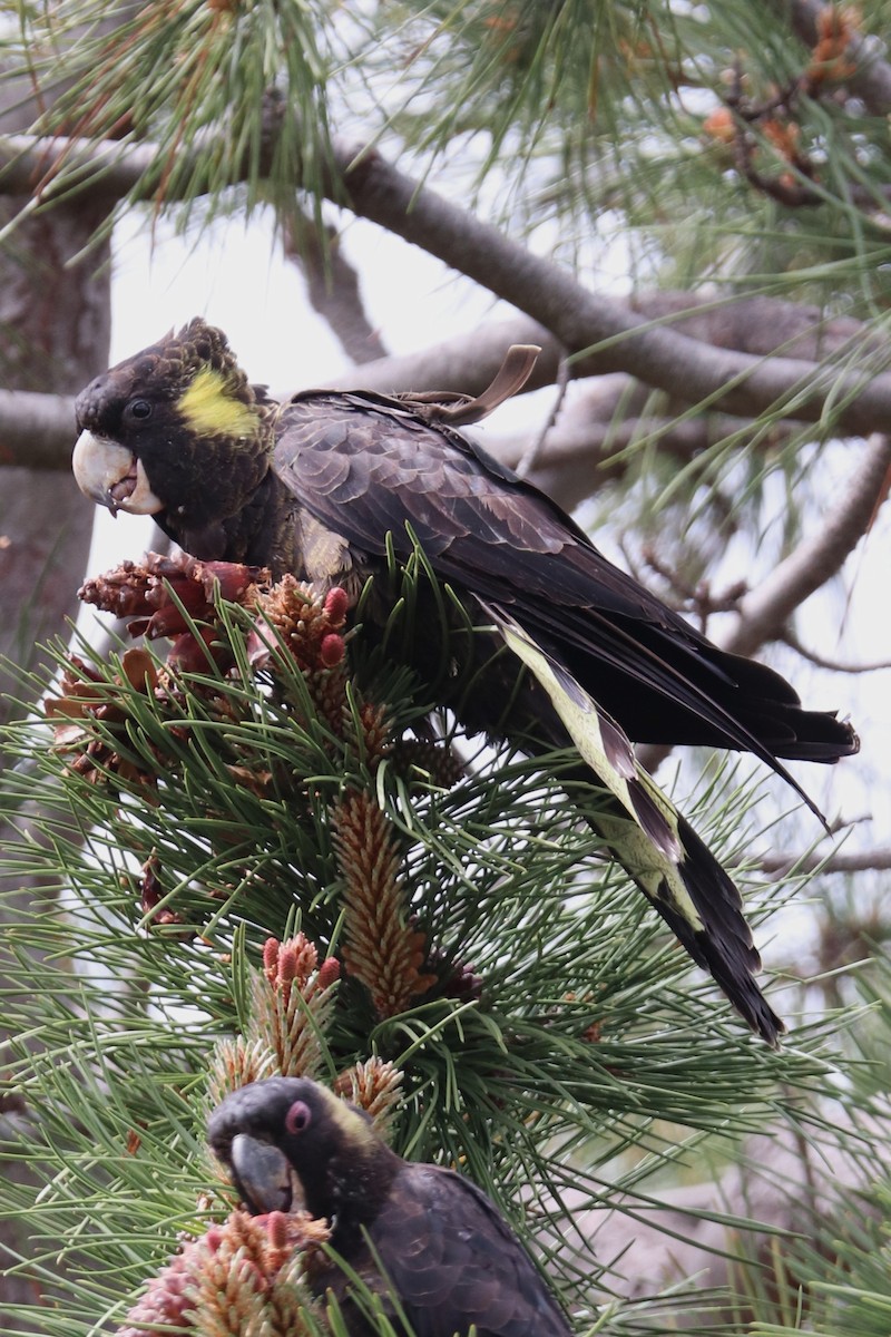 Yellow-tailed Black-Cockatoo - ML644831062