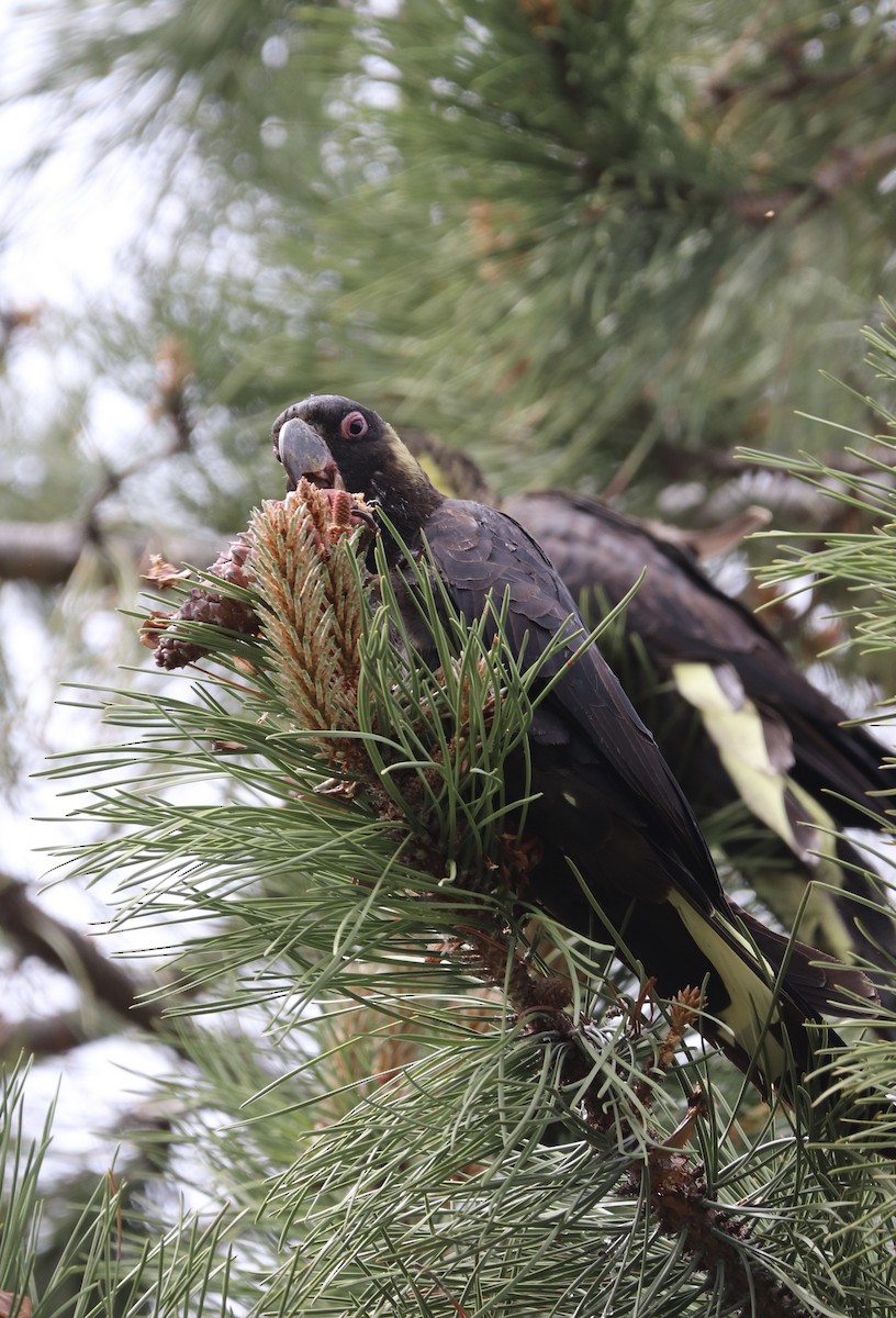 Yellow-tailed Black-Cockatoo - ML644831063