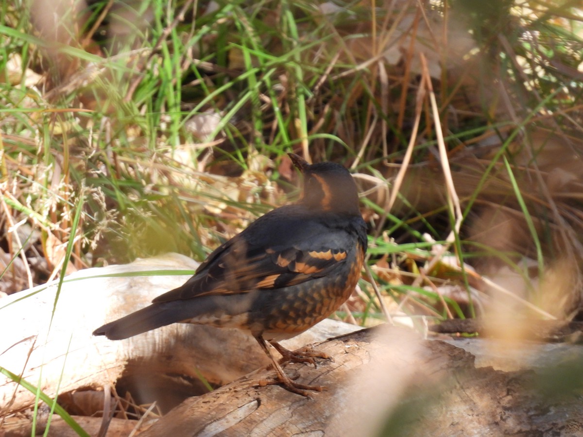 Varied Thrush - ML644831069