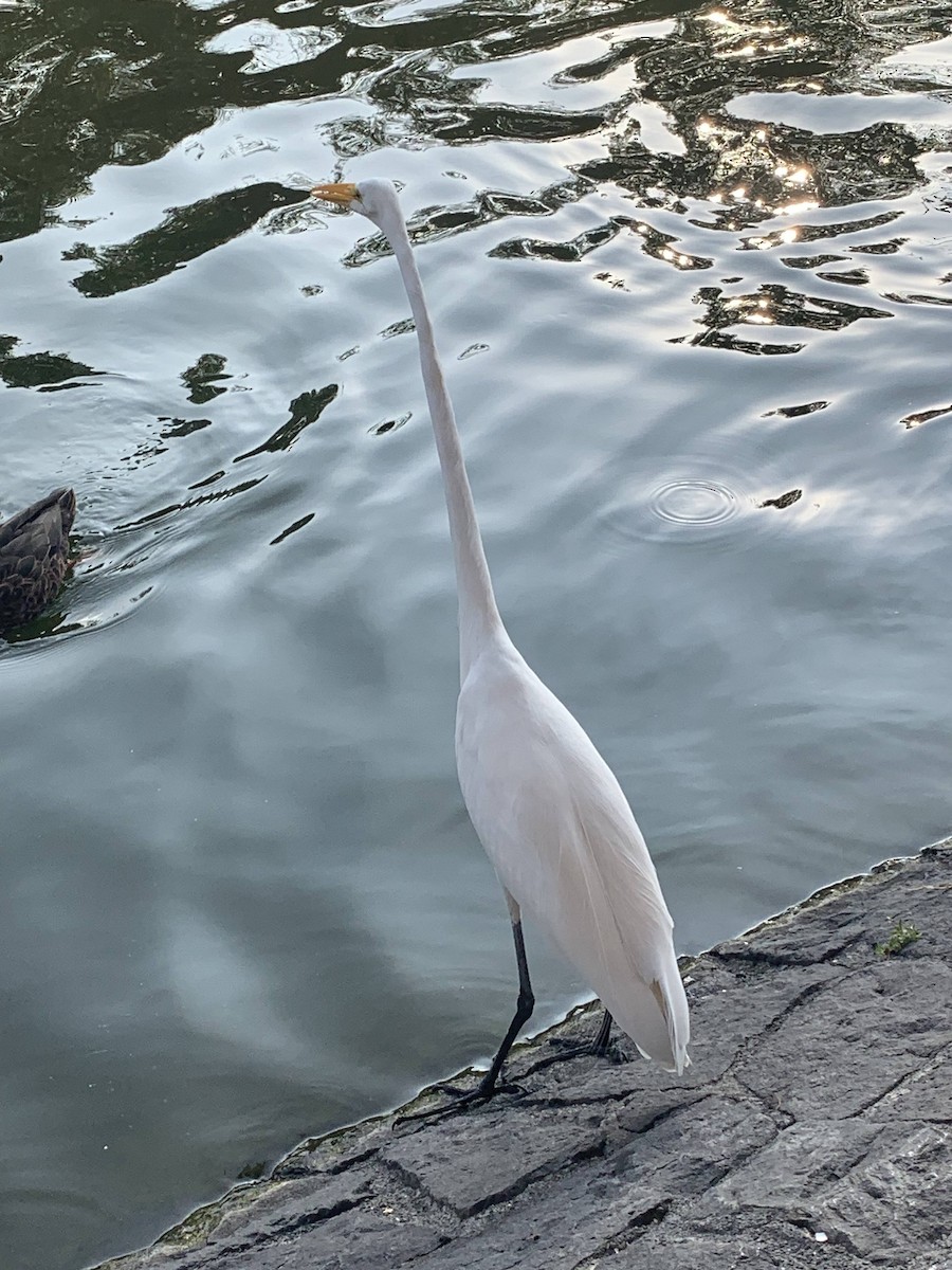 Great Egret - ML644831082