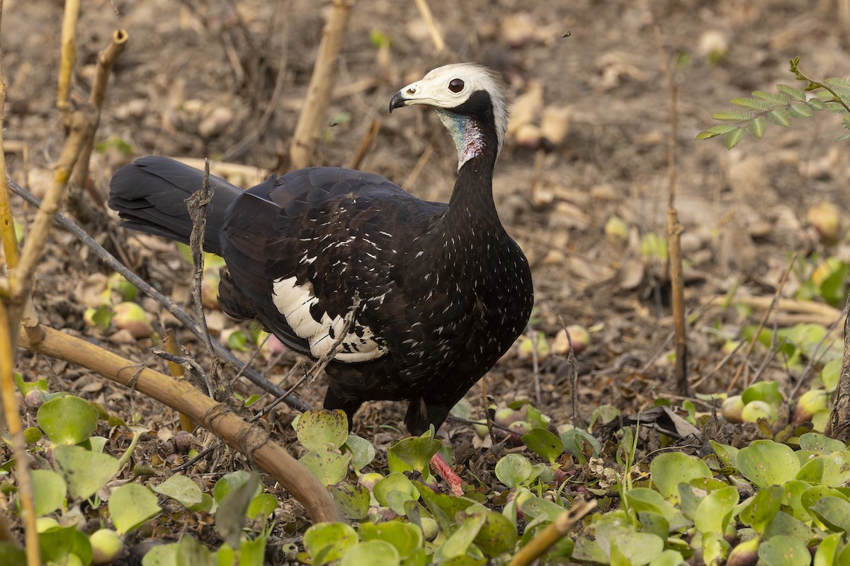 Blue-throated Piping-Guan - ML644831100