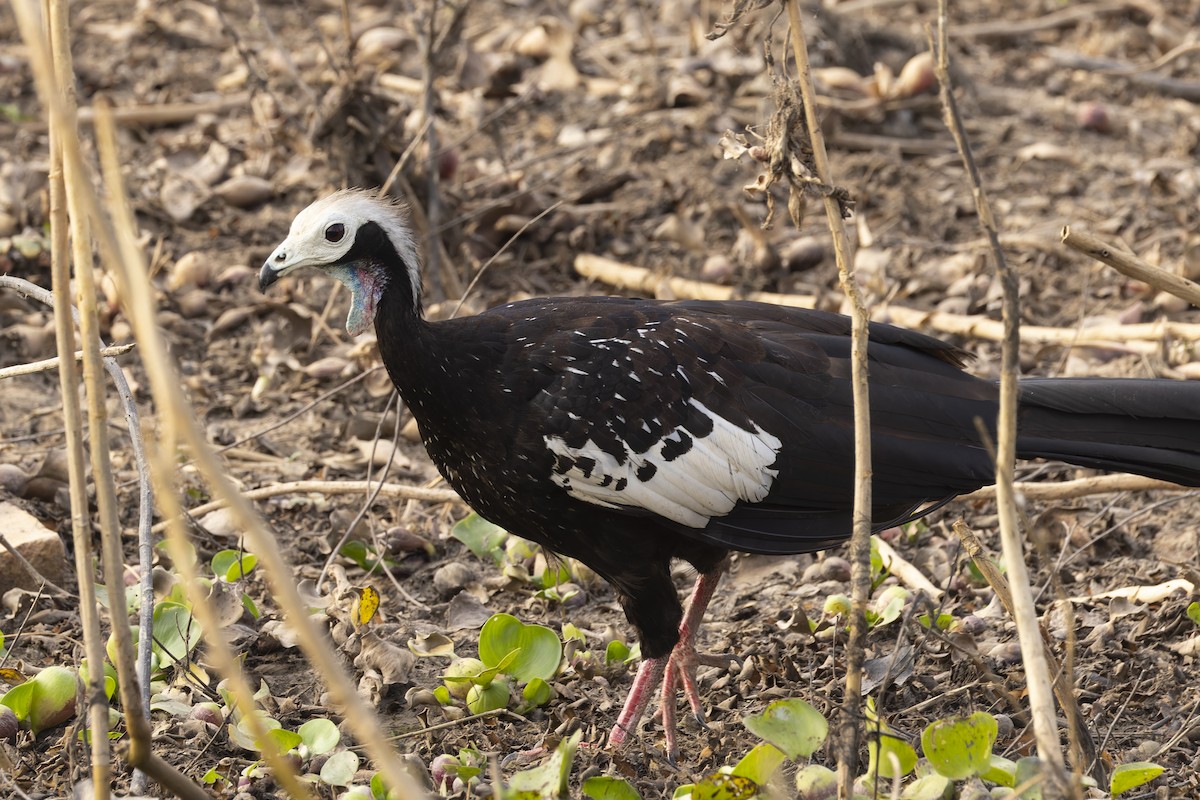 Blue-throated Piping-Guan - ML644831101