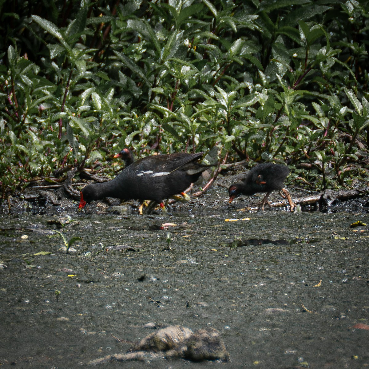 Common Gallinule - ML644831104