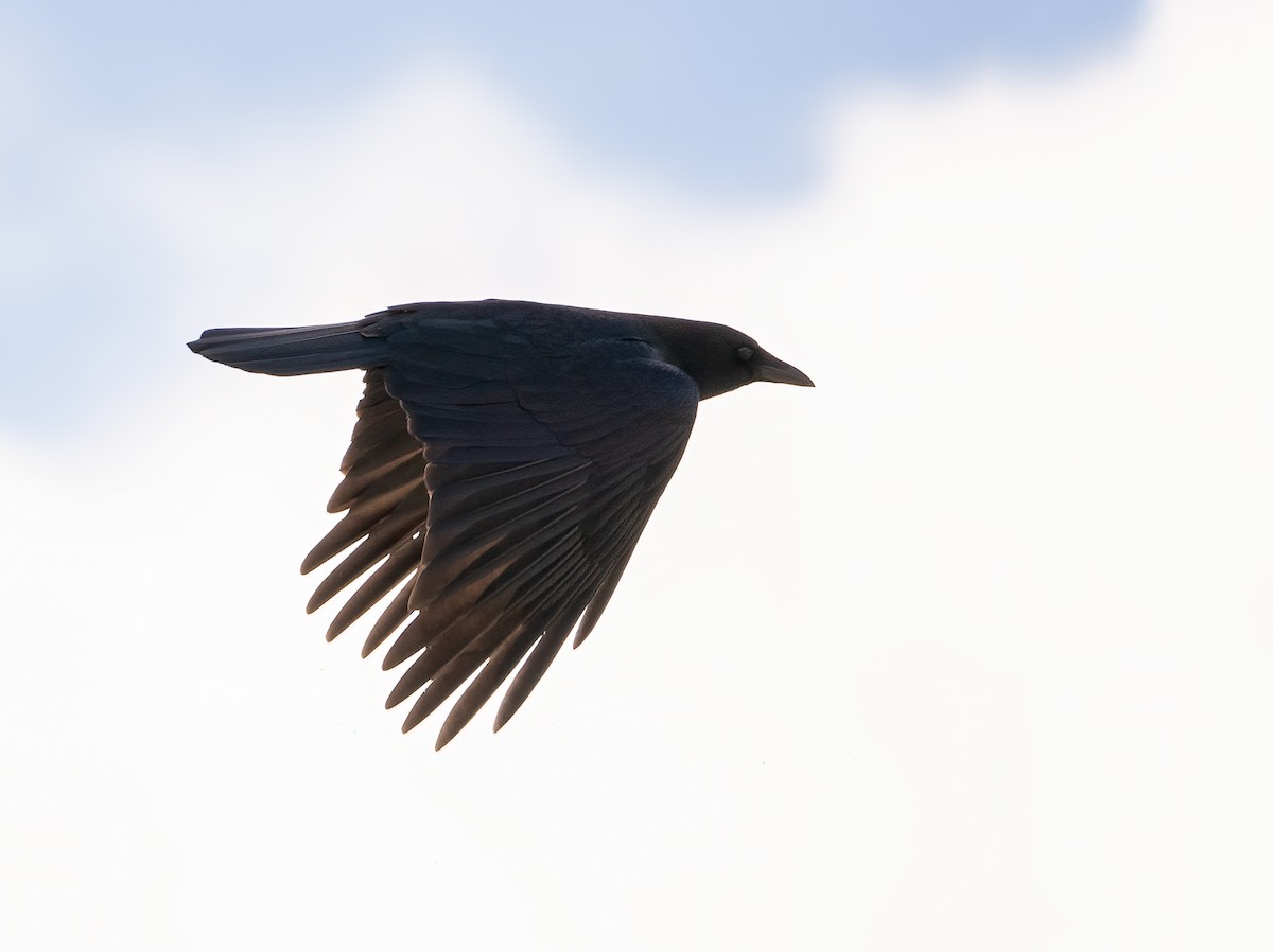 American Crow - ML644831108