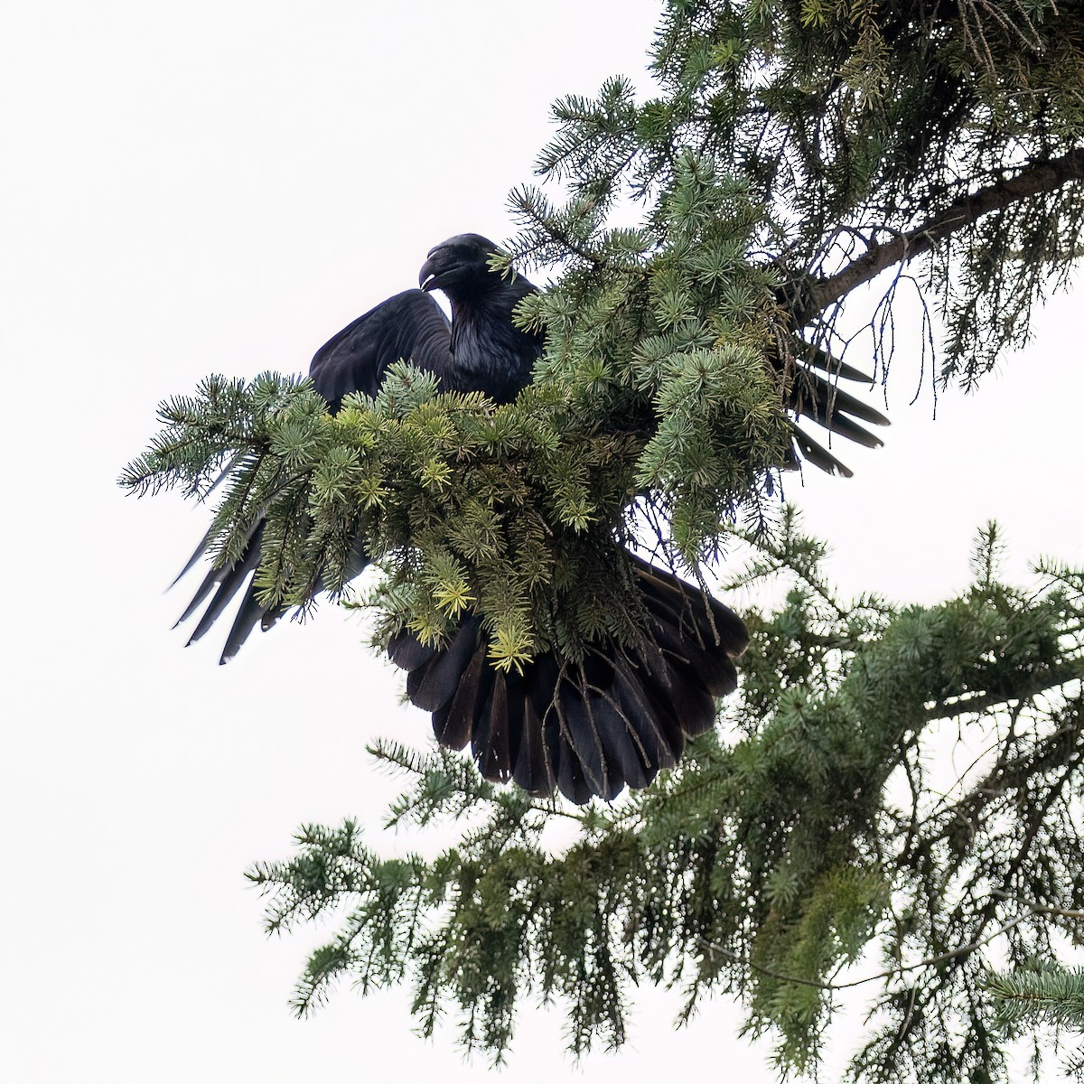 Grand Corbeau - ML644831120