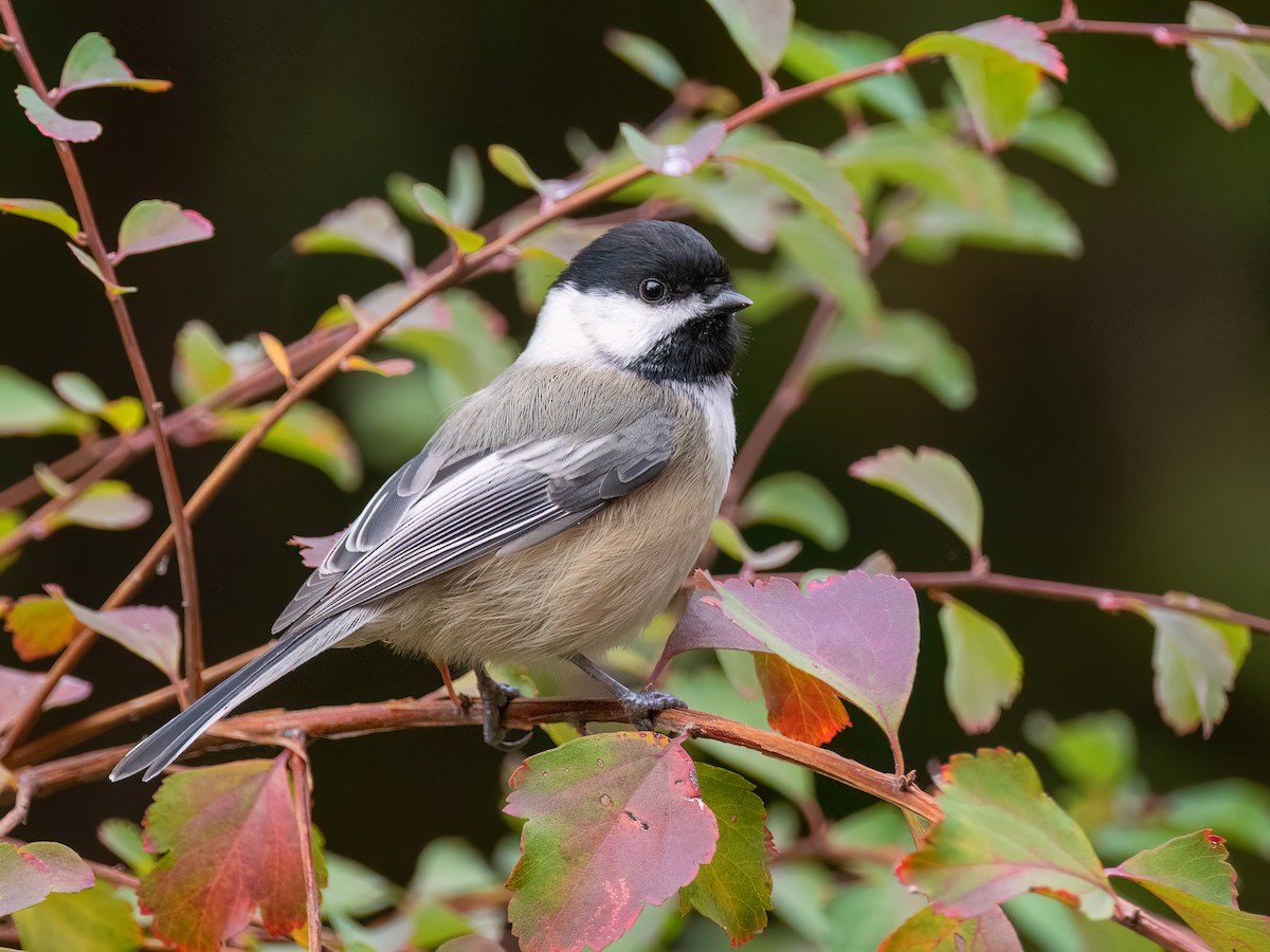 Amerika Baştankarası - ML644831133