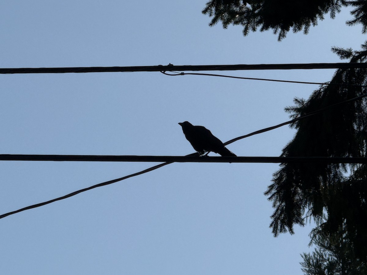 American Crow - ML644831139
