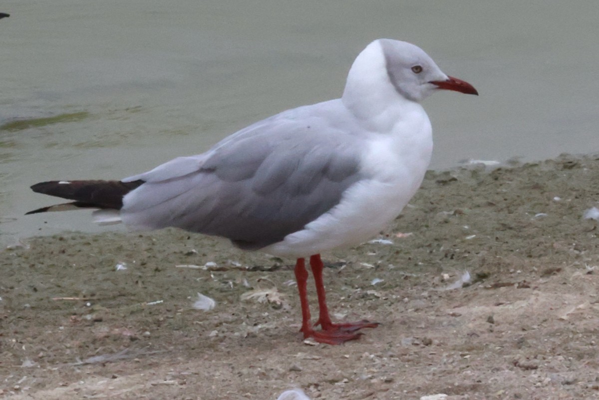 Gray-hooded Gull - ML644831141
