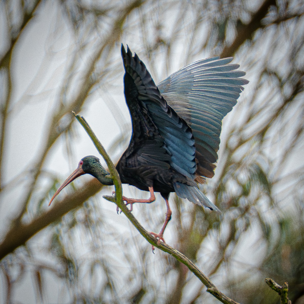 Ibis Afeitado - ML644831148