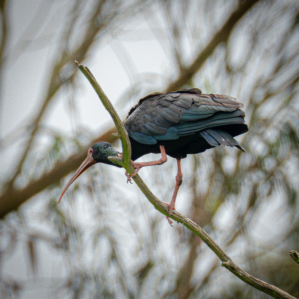 Ibis Afeitado - ML644831150