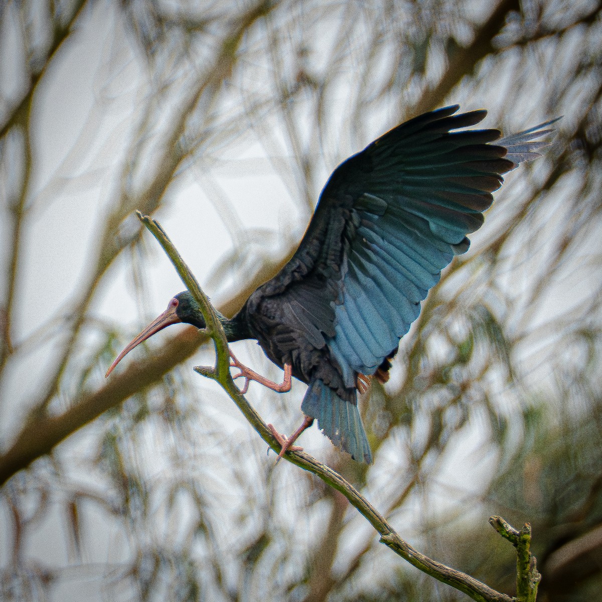 Ibis Afeitado - ML644831151