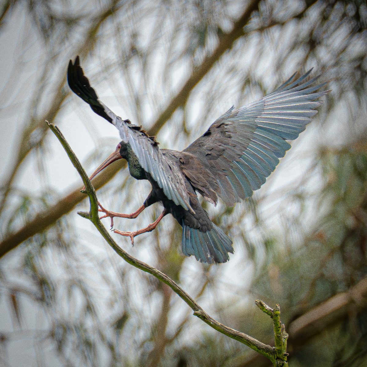 Ibis Afeitado - ML644831152