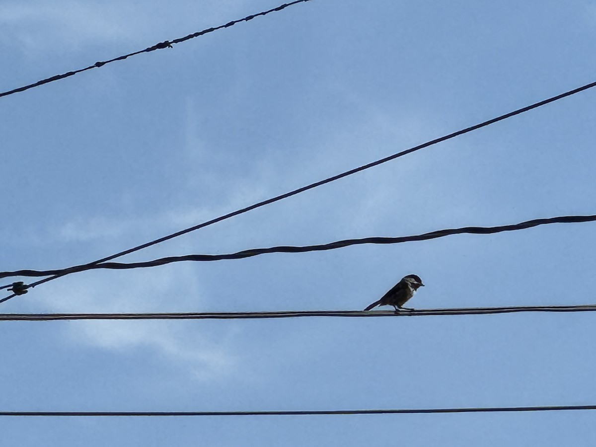 Amerika Baştankarası - ML644831157